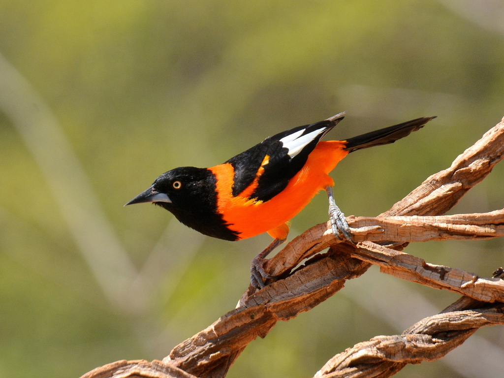 Campo Troupial photo