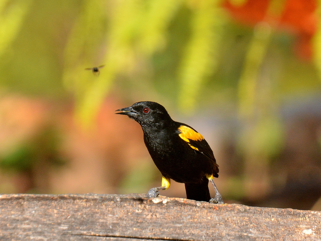 Icterus pyrrhopterus tibialis