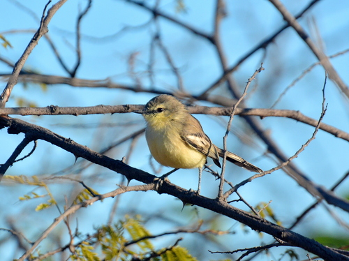 Lesser Wagtail-Tyrant (Stigmatura napensis)
