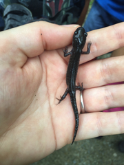Ambystoma