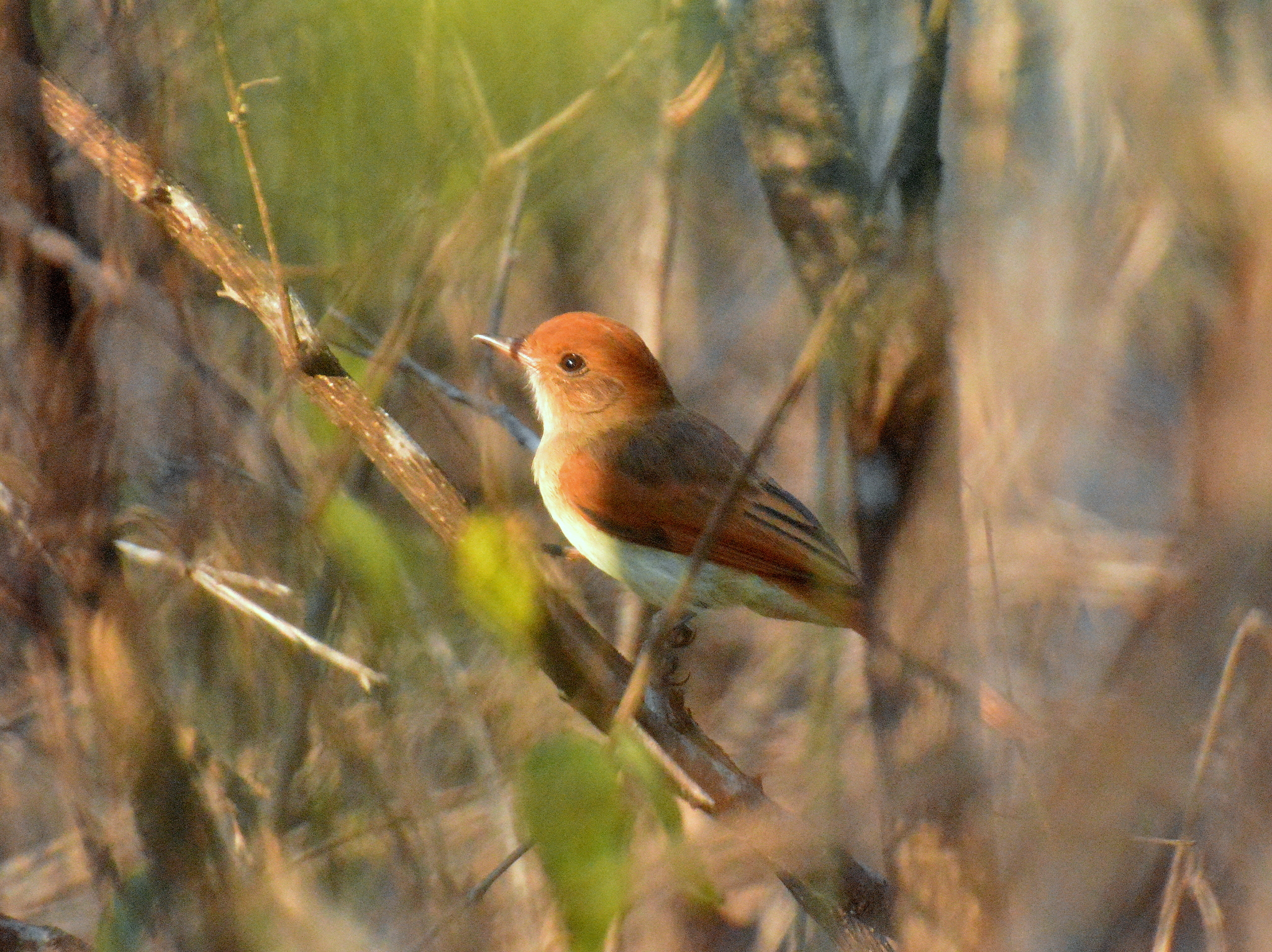 Ash-throated Casiornis (Casiornis fuscus), photo 8