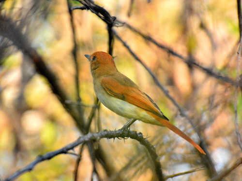 Ash-throated Casiornis (Casiornis fuscus), photo 4