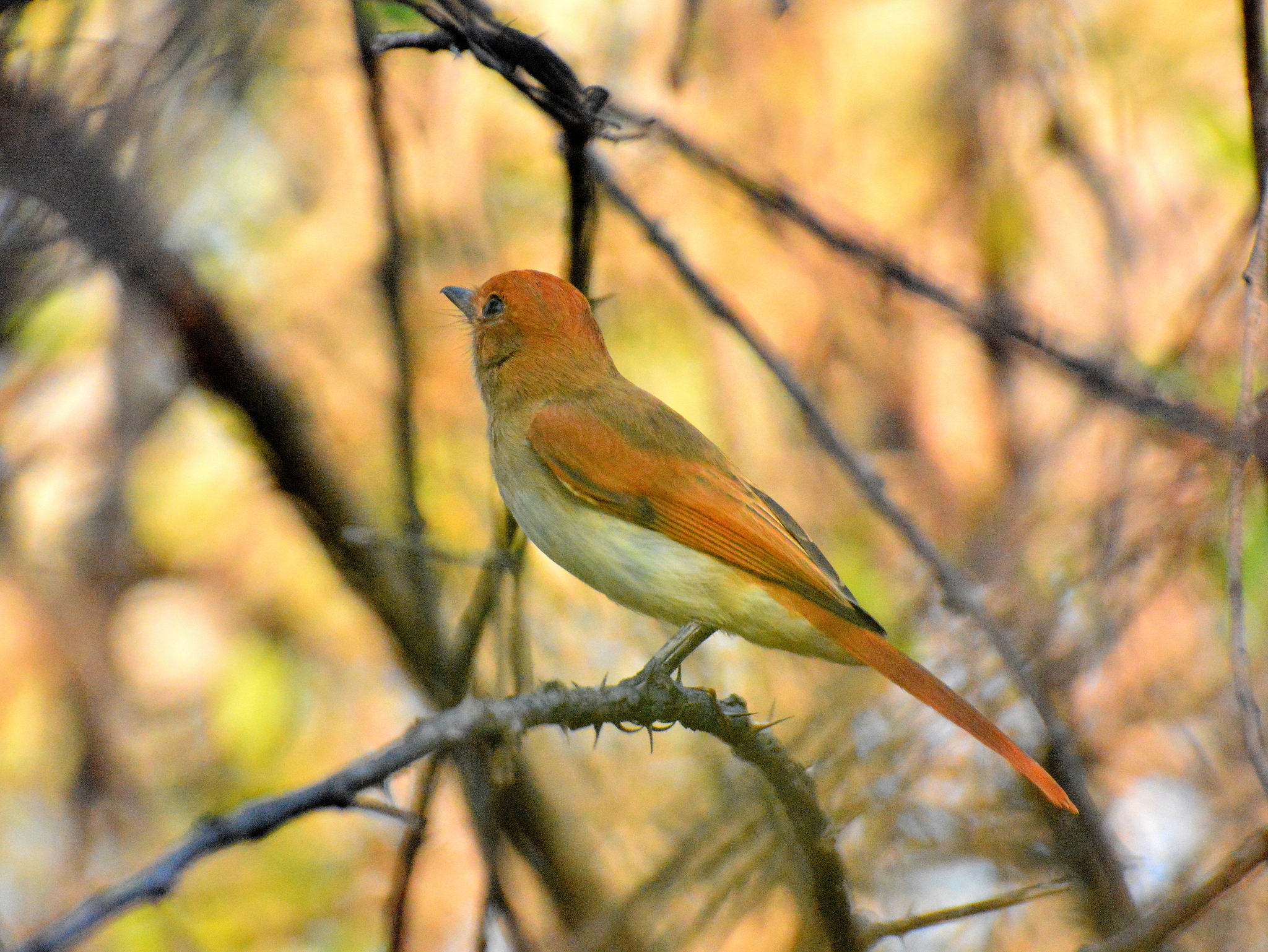 Ash-throated Casiornis (Casiornis fuscus), photo 9