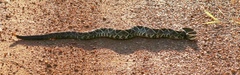 Crotalus durissus