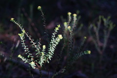 Pimelea flava flava