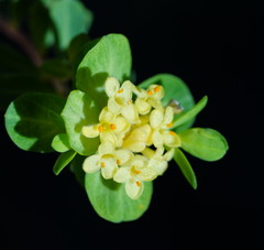 Pimelea flava flava