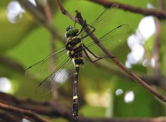 Epophthalmia elegans