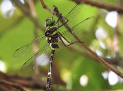 Epophthalmia elegans