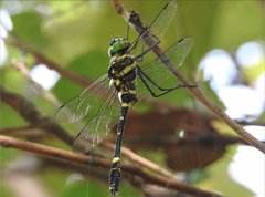 Epophthalmia elegans