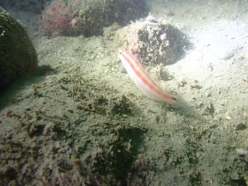 Slender wrasse (Suezichthys gracilis) — Labridae — 5