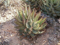 Aloe melanacantha, photograph (c) marius, some rights reserved (CC BY)