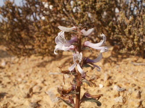 Kners Baroe (Cyphia oligotricha)