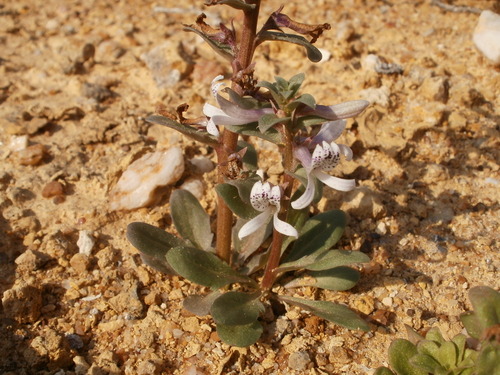 Image of Cyphia oligotricha by (c) marius, some rights reserved (CC BY)