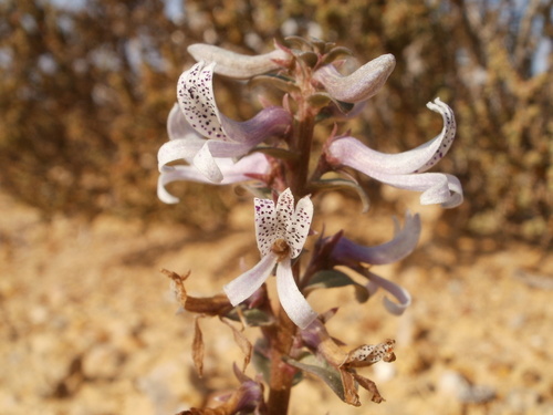 Image of Cyphia oligotricha by (c) marius, some rights reserved (CC BY)