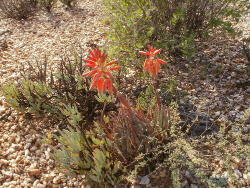 Aloe krapohliana, photograph 4
