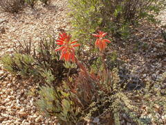 Aloe krapohliana, photograph (c) marius, some rights reserved (CC BY)