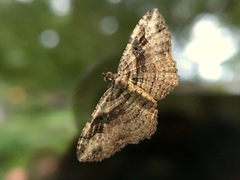 Costaconvexa