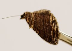 Anticlea multiferata