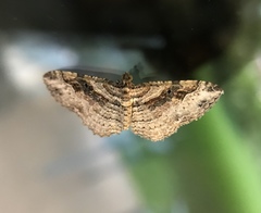 Costaconvexa
