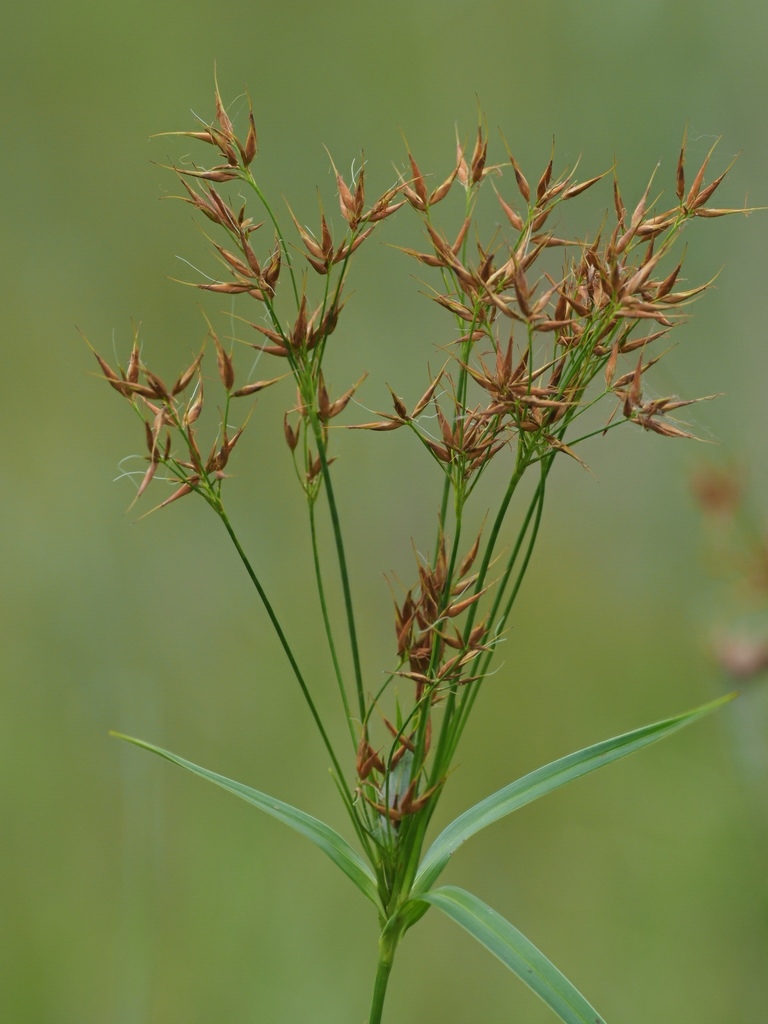 short-bristled horned beaksedge