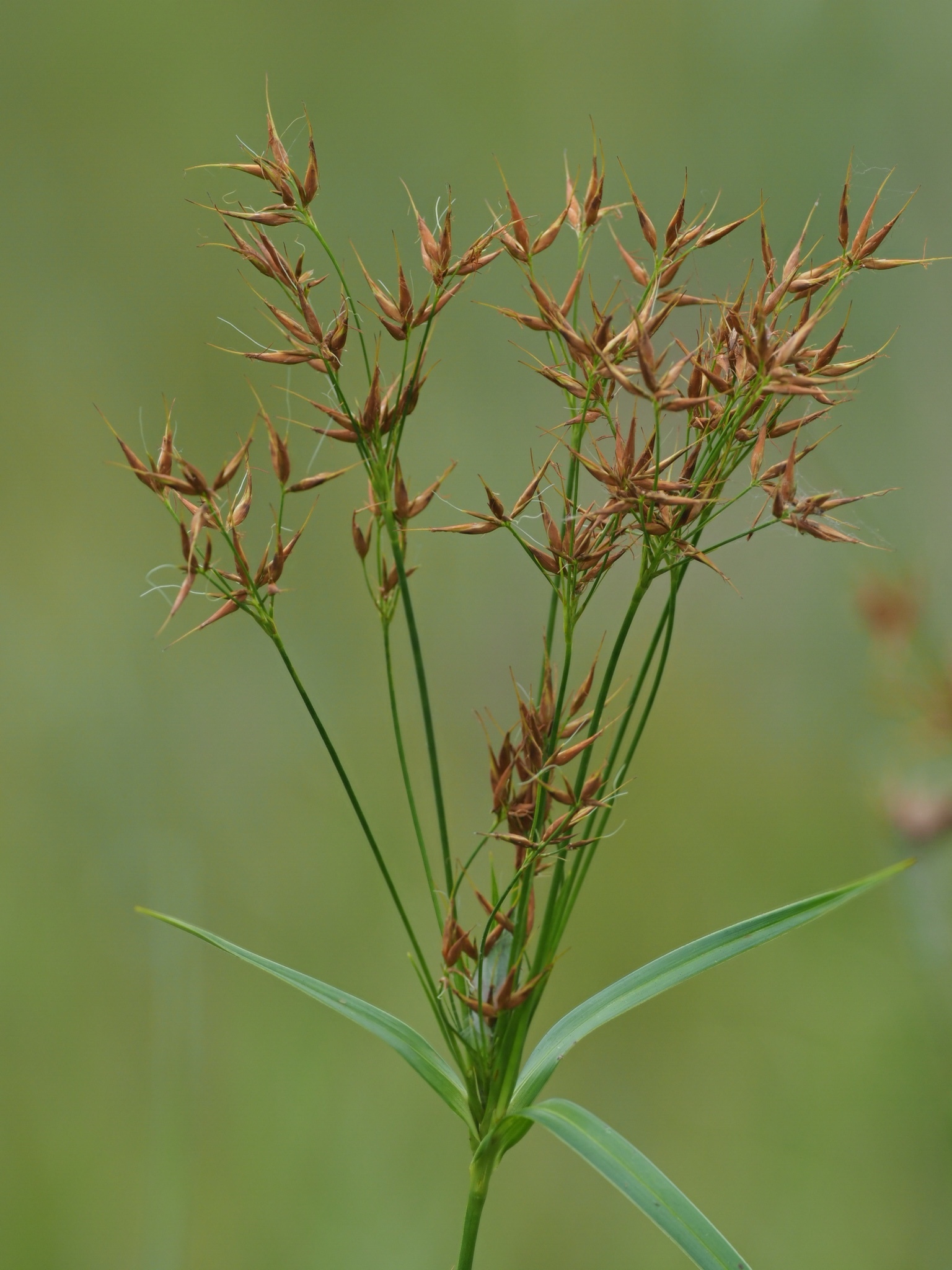 Rhynchospora corniculata