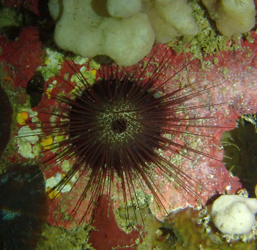 Echinostrephus aciculatus