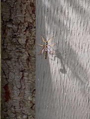 Megarhyssa nortoni