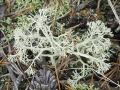 Cladonia submitis