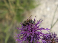 Apis mellifera