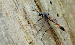Ammophila sabulosa