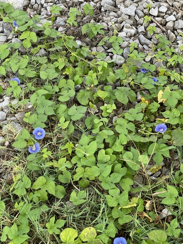 Ipomoea hederacea iNat (1)