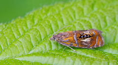 Olethreutes arcuella