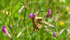 Carterocephalus skada