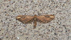 Eupithecia subapicata