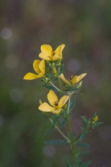 Rhexia lutea