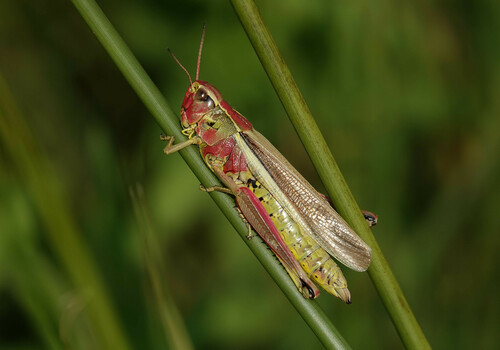 Large Marsh Grasshopper, Westbroek, Nederland, photo 6 of 10