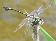 Ictinogomphus pertinax