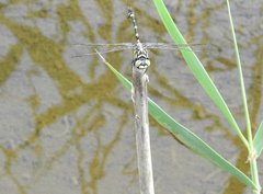 Ictinogomphus pertinax