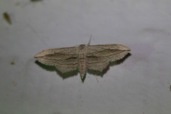 Arcobara multilineata