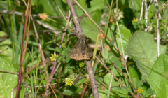 Erynnis persius
