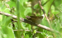 Erynnis persius