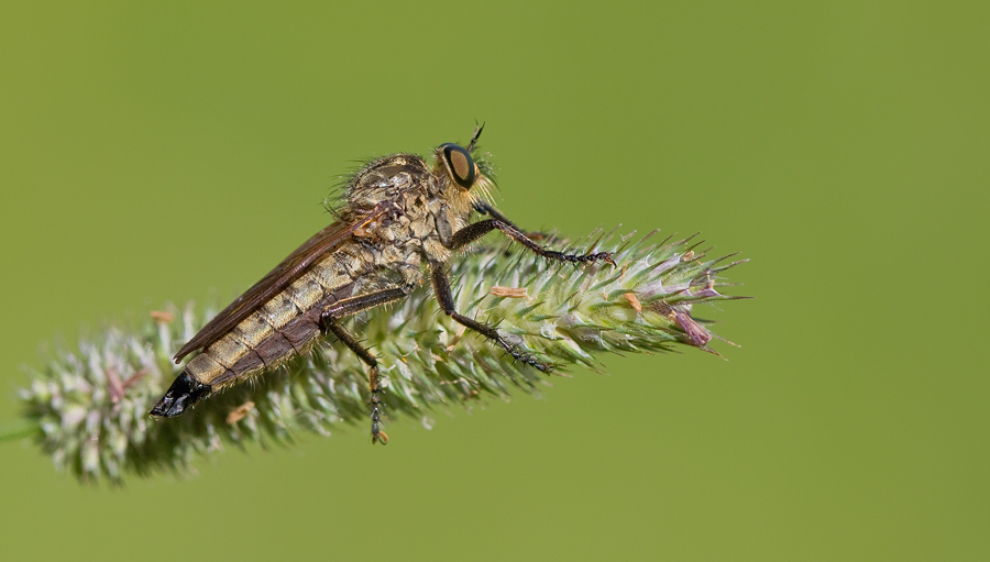Eutolmus rufibarbis