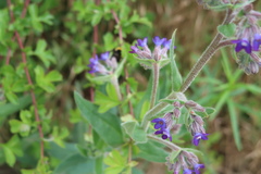 Anchusa officinalis