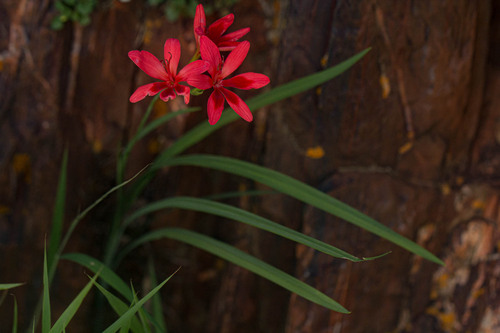 Freesia grandiflora grandiflora
