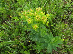 Euphorbia carpatica