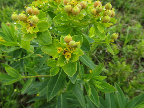 Euphorbia carpatica, photograph 1