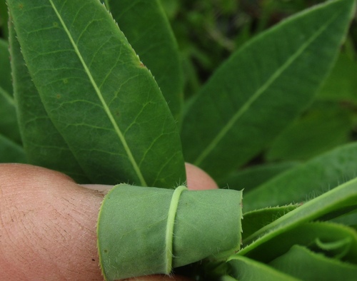 Euphorbia carpatica, photograph 3