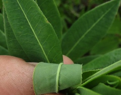 Euphorbia carpatica, photograph Oleksandr Shynder, CC BY, iNaturalist via GBIF
