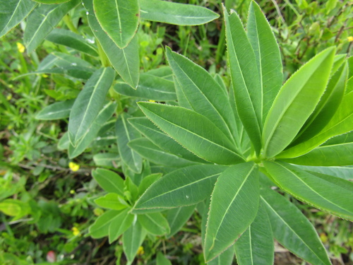 Euphorbia carpatica, photograph 2