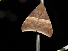 Ophisma